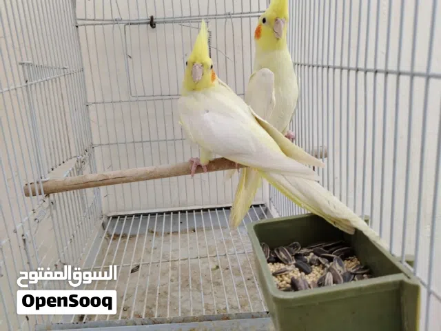 جوز كوكتيل لاتينو حجم سوبر جامبو