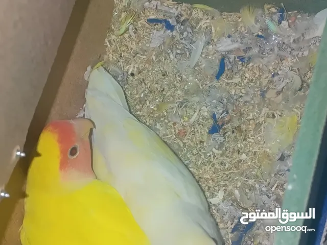 جوز روز شغال 100% تحتهم بيض