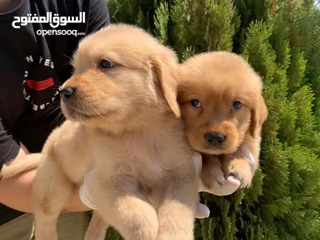 جراء جولدن ريتريفر مميزه ذكور واناث
