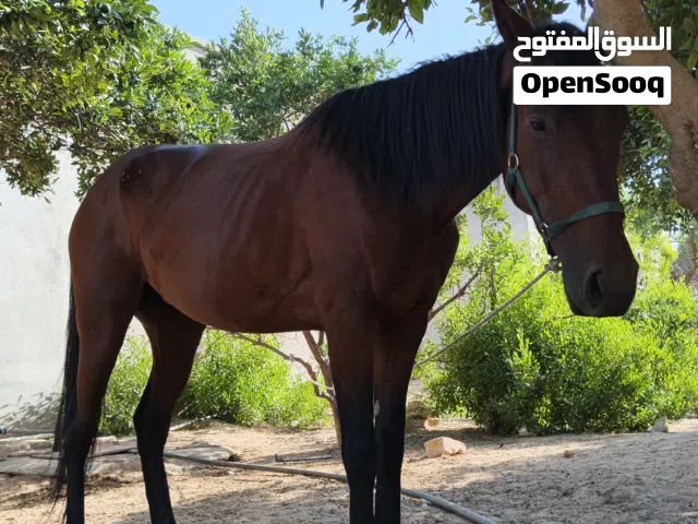 خيل الله يبارك استفسار وتس