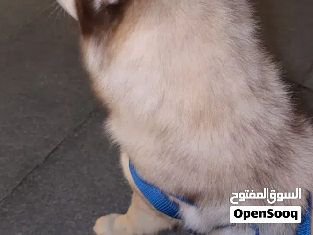 هاسكي السبيري