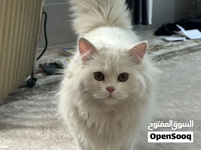 بزونة شيرازي لطيفة وهادئة