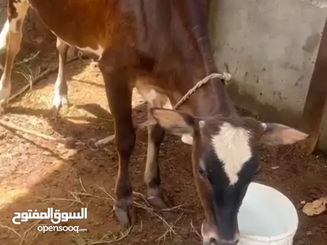 عجله عماني ظفاري 280