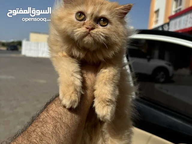 قطة انثي بيكي فيس  بيور 4 اشهر