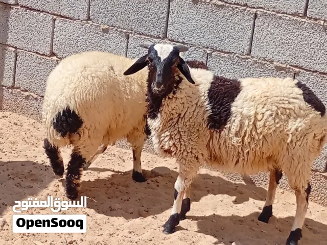 السلام عليكم يوجد حولي وحولية عز الكسب عز من ايمقرس العمر 5شهور المكان مصراتة للبيع 2900د فقط جميع