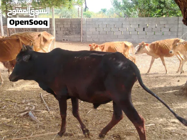 للبيع ثور محلي