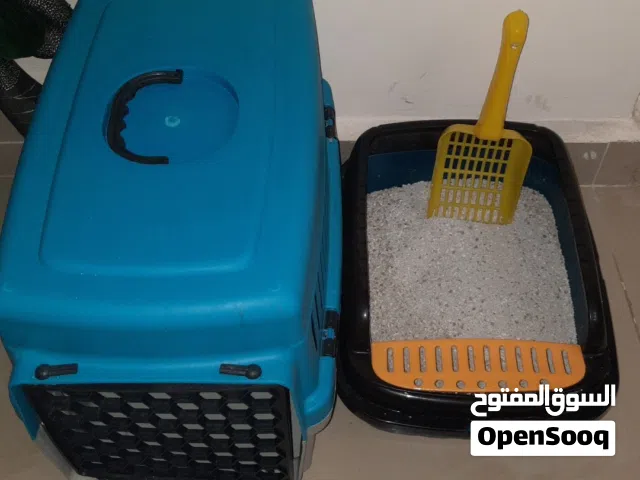 قطه عمرها 6