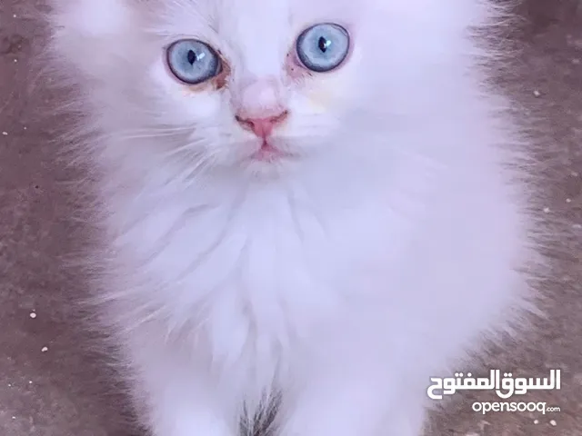 قطط شيرازي للبيع