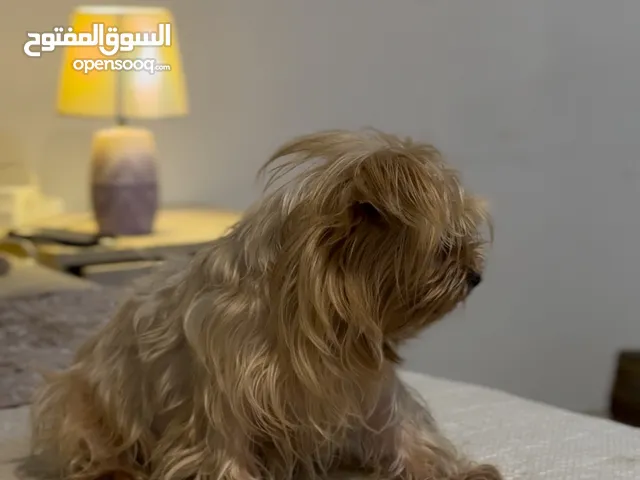 ADOPTION for my puppys