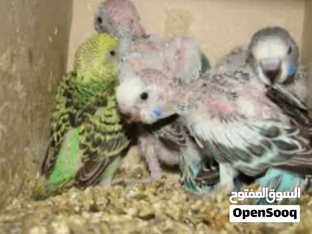 مطلوب فرخين بادجي      وليس للبيع .!!!!! شوف الوصف في البريمي فقط .-.