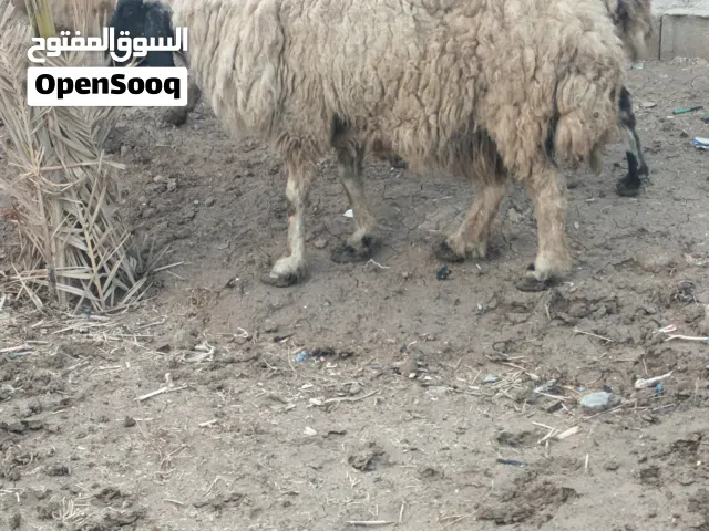 نعجات صاحيات ونضاف عدد 3 حلال نضيف معلوف