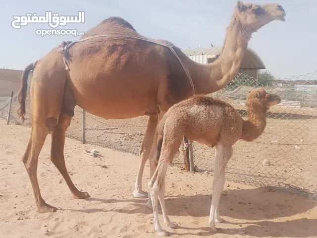 نبيع جميع انواع الحلال تشتري كل انواع الحلال