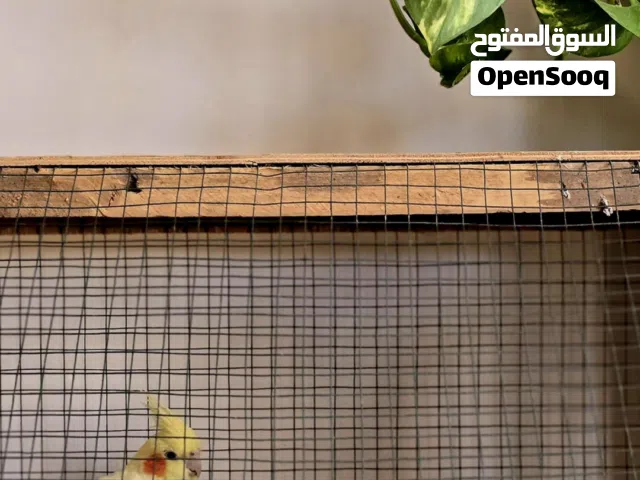 طيور كوكتيل