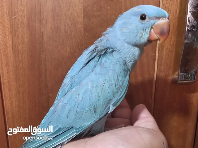 متوفر انتاج دره هنديه
