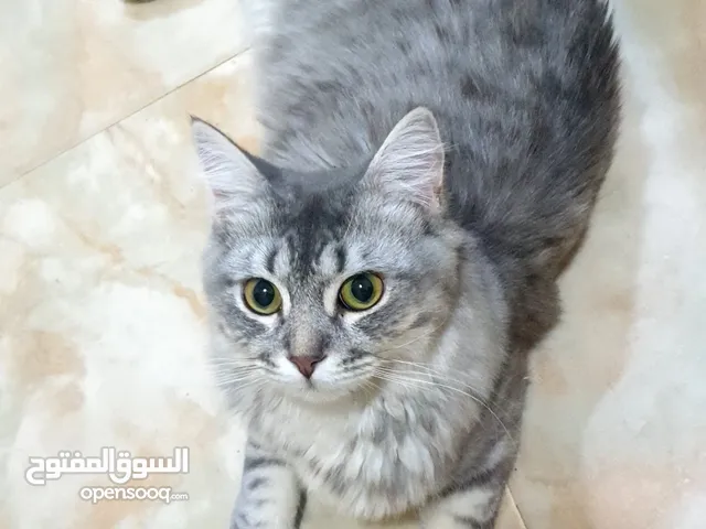 Turkish angora cat available
