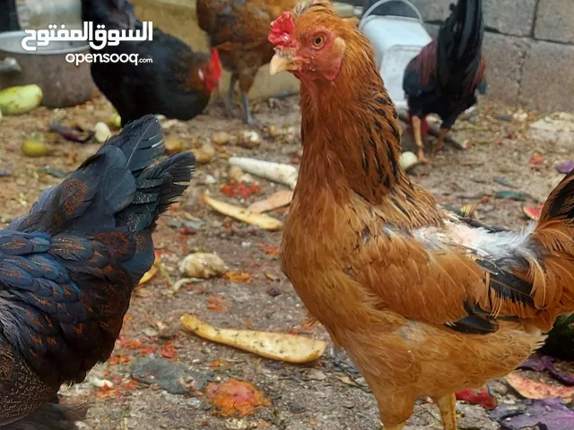 اربع جاجات بلدي