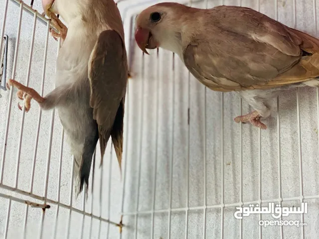كوبيه بسم الله ماشاء الله تبارك الله خش واقرا الوصف