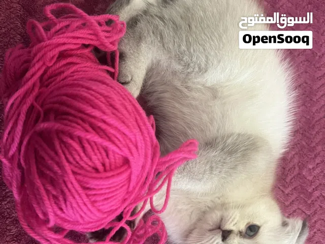 سكوتش فولد مكس شيرازي