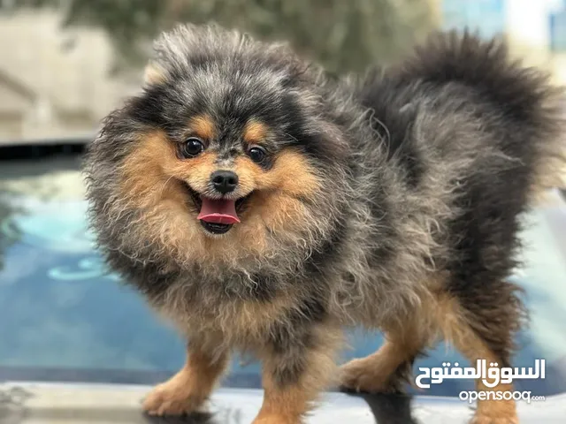 كلب بومارينيان بالوان مميزة للبيع