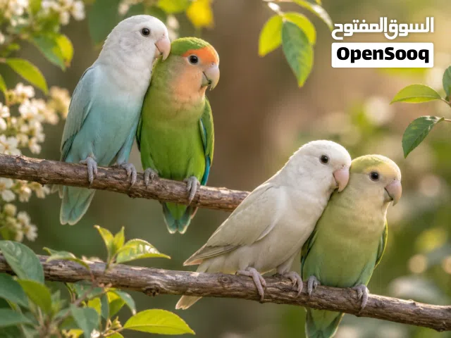 روز بركديلو للبيع