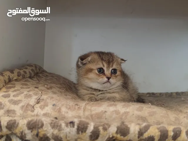 ذكر وانثى سكوتش فولد NY25