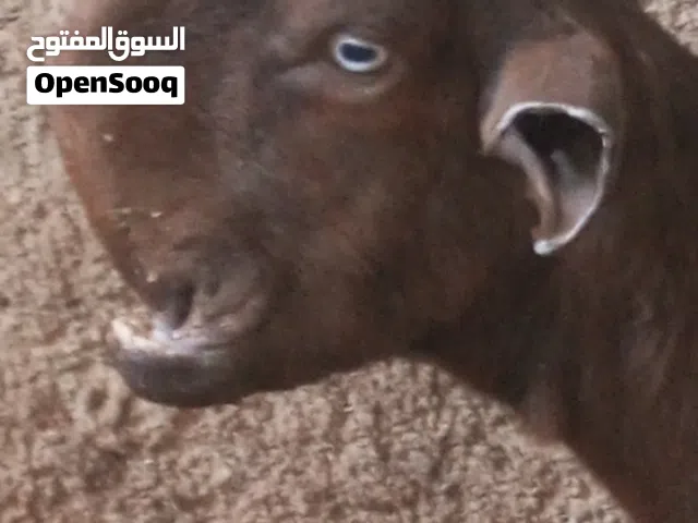 عنز شاميه للبيع ريشة الحبه لجبة حليب شاميه