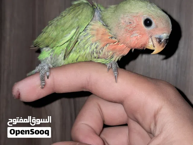 فرخ بركديلو للبيع او تبديل اقرا الوصف