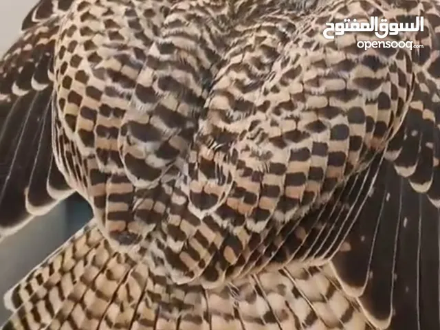 مطلوب شرياص wanted kestral