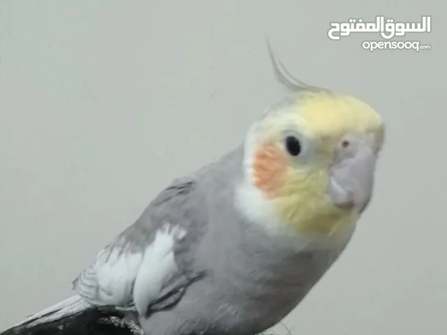 كروان اليف و متكلم