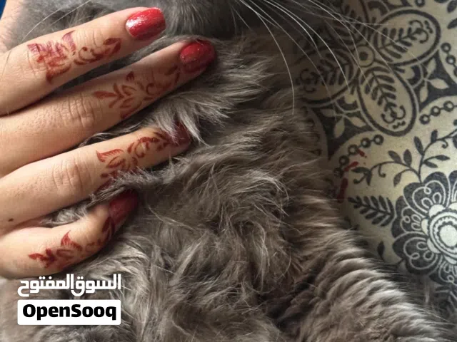 Scottish long haired cat female