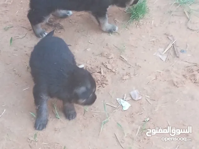 جراوي كستم جيرمان العمر شهر