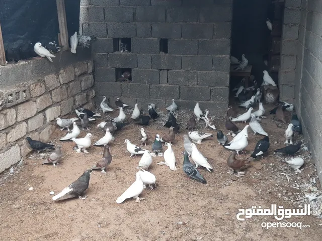 حظيرة حمام للبيع جملة