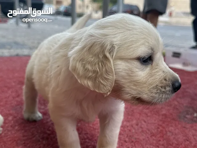 غولدن رتريفر صنف عالي العمر 40 يوم