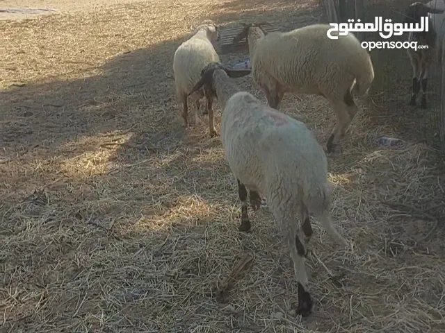 3شياه غلظ وليقه 2كيف خشو اول جمع ووحده تاني جمع معاهم الكباش