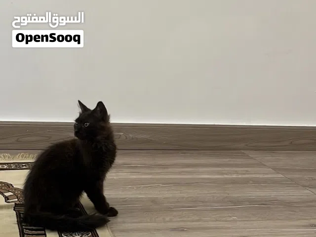 قط ذكر اسود شيرازي للبيع