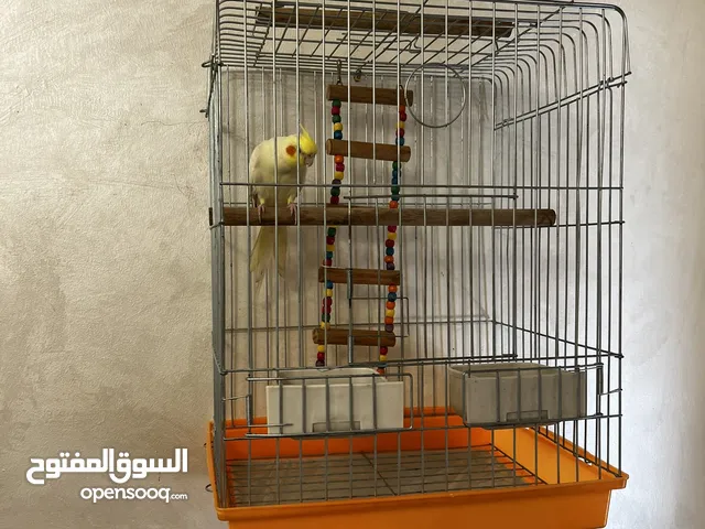 ببغاء كوكتيل بصحة كاملة وريش كامل مع القفص