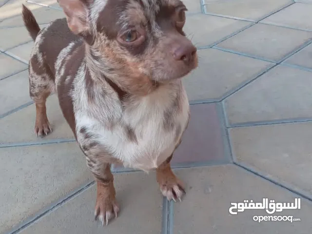 Frindly Male Chihuahua