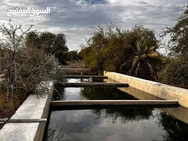 ايجار نصف مزرعه
