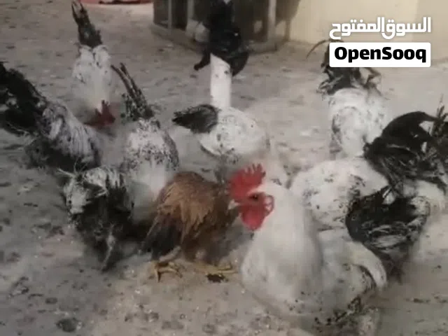 السلام عليكم متاح ديوجه فقط برانكز مخاليف جاهزات سعر واحد 12 الف مكاني بصره مطيحه