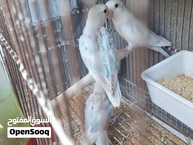 3طروف انتاج باليد ابلاين لفه حليب عمرهم شهرين ونص