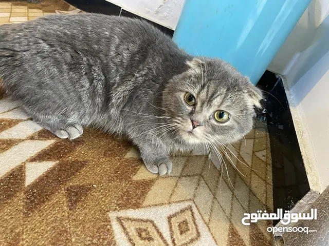 سكوتج نقاوه حلوه