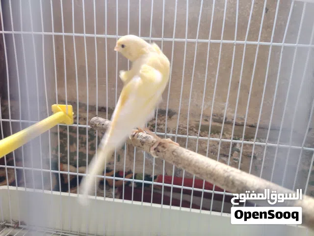 ذكر كناري جا هز للبيع شرط التغريد