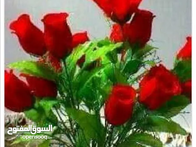 ضيعه فلاحيه 6 هكتار في بنزرت للبيع
