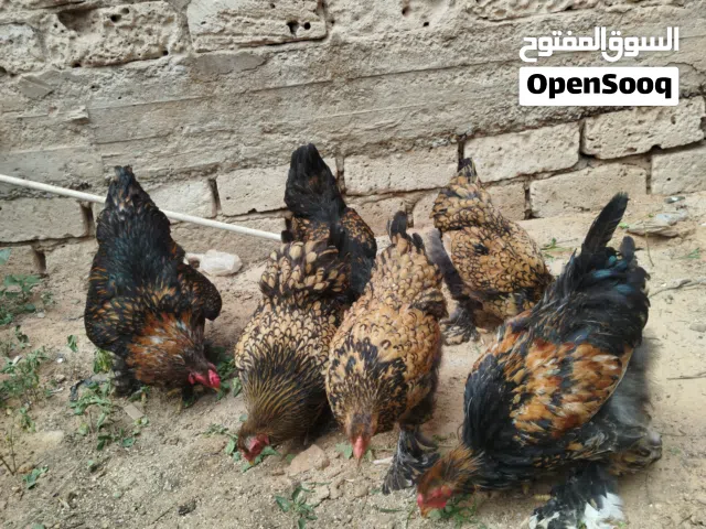 دجاج براهما سبرايت احمر