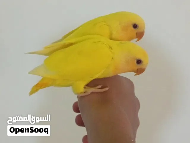 ببغاء روز مروضات ع شرنقة فل