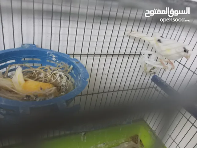 مطلوب اي جوز من اي نوع من اي انواع الطيور