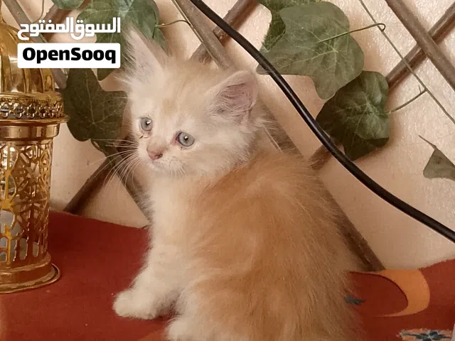 للبيع قطط شيرازيه