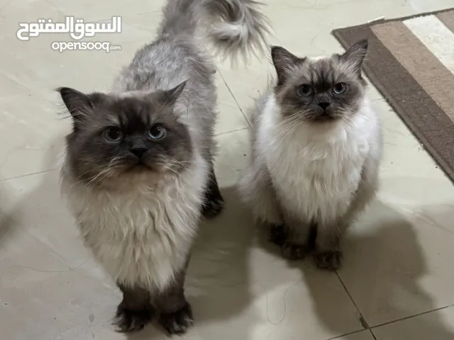 قططتين هملايا