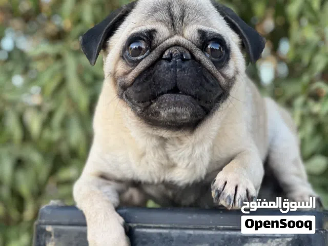 لعبه البج متاح الان