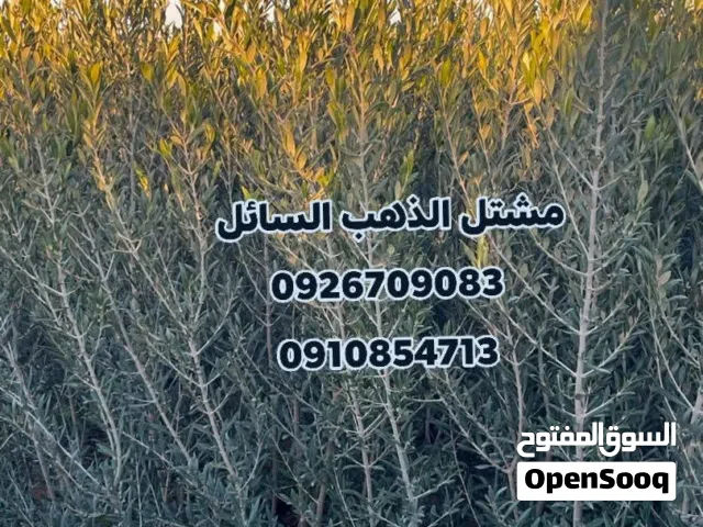 شتول زيتون للبيع